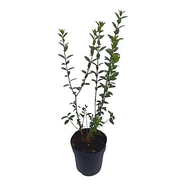 Ligustrum vulgare