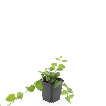 Vinca major