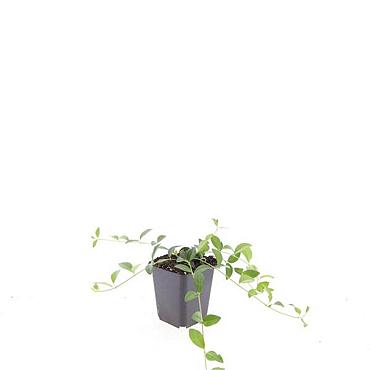 Vinca minor 'La Grave'