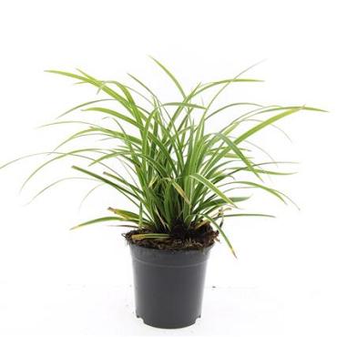 Carex morrowii 'Ice Dance'