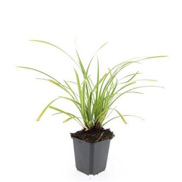 Carex morrowii 'Ice Dance'