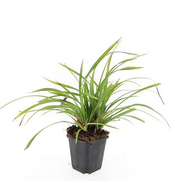 Carex morrowii 'Irish Green'