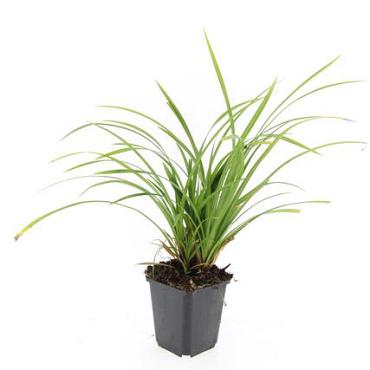 Carex morrowii 'Irish Green'