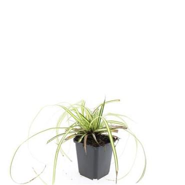 Carex oshim. 'Evergold'