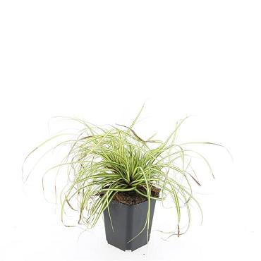 Carex oshim. 'Evergold'