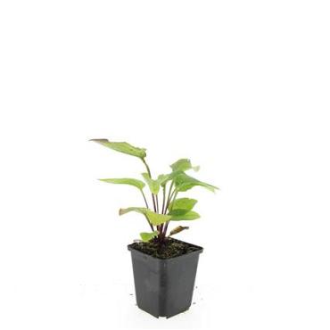 Echinacea p. 'Magnus'