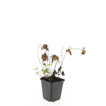 Geranium nodosum