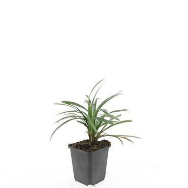 Liriope muscari 'Ingwersen'