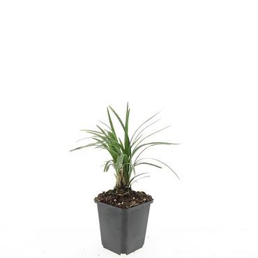 Liriope muscari 'Moneymaker'