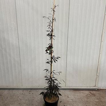 Fagus syl. Midnight Feather