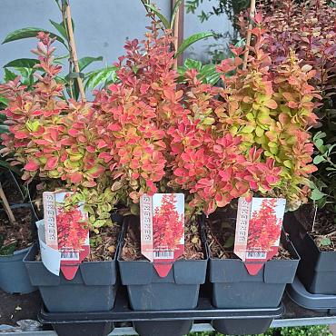 Berberis thunb. 'Orange Ice'