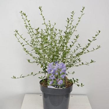 Ceanothus 'Concha'