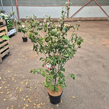 Cornus k. 'Wieting's Select'