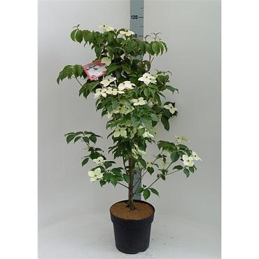 Cornus k. 'Wieting's Select'