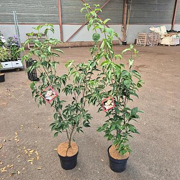 Cornus Stellar Pink