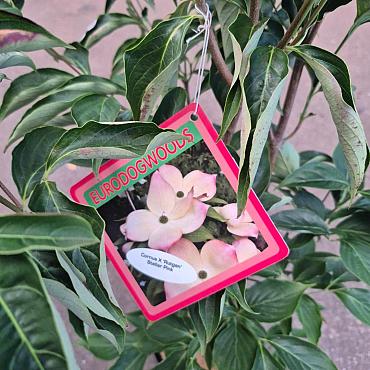 Cornus Stellar Pink