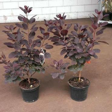 Cotinus cog. 'Royal Purple'