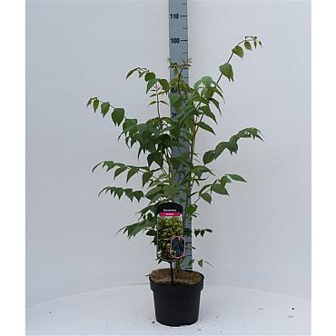 Decaisnea fargesii