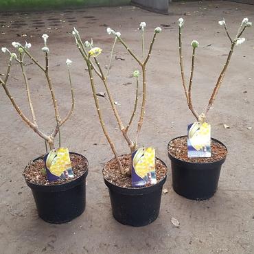 Edgeworthia chrys. 'Grandiflora'