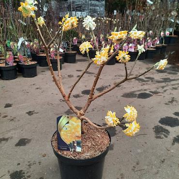 Edgeworthia chrys. 'Grandiflora'