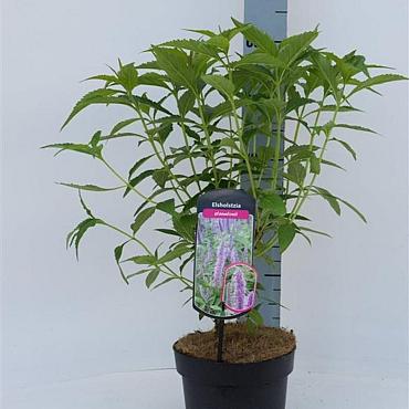 Elsholtzia stauntonii