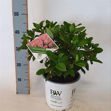 Hydrangea pan. Little Quick Fire