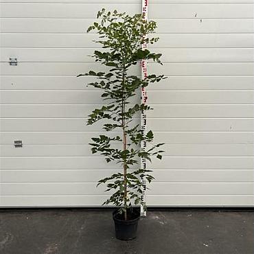 Koelreuteria paniculata