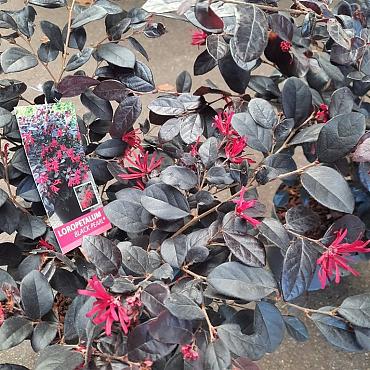 Loropetalum chin. Black Pearl