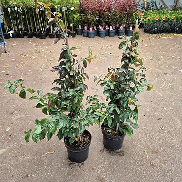 Parrotia persica