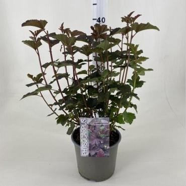 Physocarpus opulif. 'Diabolo'