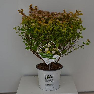 Physocarpus opulif. Tiny Wine Gold