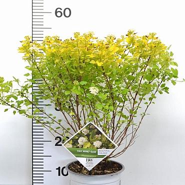 Physocarpus opulif. Tiny Wine Gold