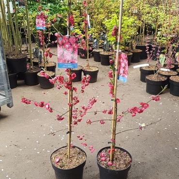 Prunus p. 'Melred'