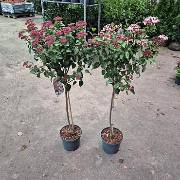 Viburnum tin. Lisarose