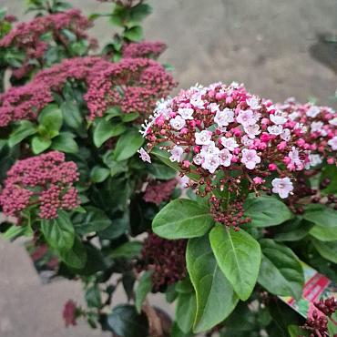 Viburnum tin. Lisarose