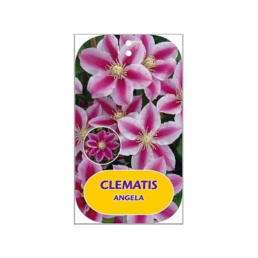 Clematis Exclusive Royalty Mix