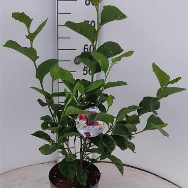 Magnolia 'Genie'