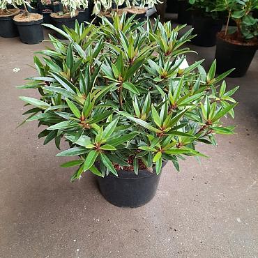 Rhododendron (AP) 'Graziella'