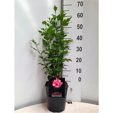 Hibiscus syr. Flower Tower Ruby