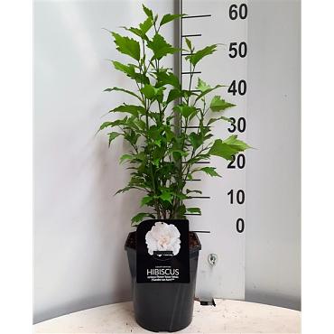 Hibiscus syr. Flower Tower White