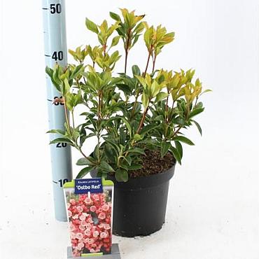 Kalmia lat. 'Ostbo Red'