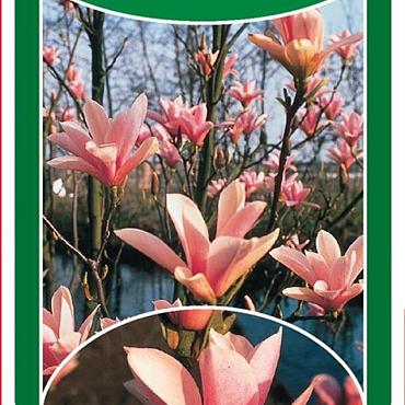 Magnolia 'Heaven Scent'