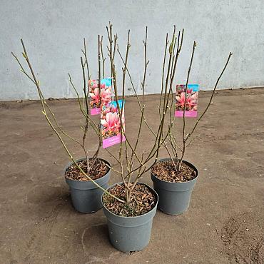 Magnolia soulangeana