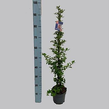 Pyracantha 'Orange Charmer'