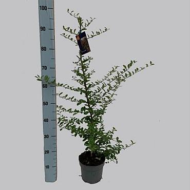 Pyracantha 'Soleil d'Or'