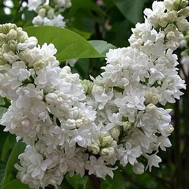 Syringa v. 'Mme Lemoine'