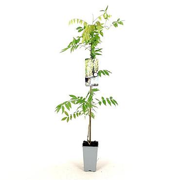 Wisteria sinensis 'Alba'