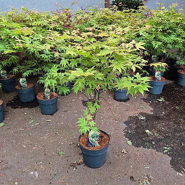 Acer pal. 'Osakazuki'