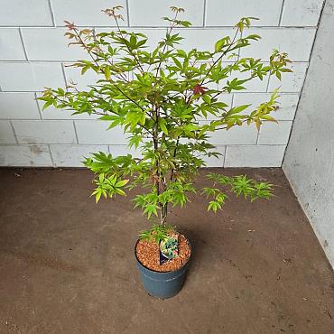 Acer pal. 'Osakazuki'