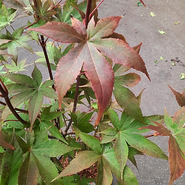 Acer pal. 'Osakazuki'